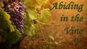 Abiding in the Vine V