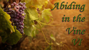 Abiding in the Vine VI