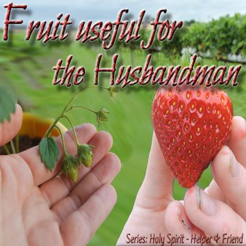 Fruit useful